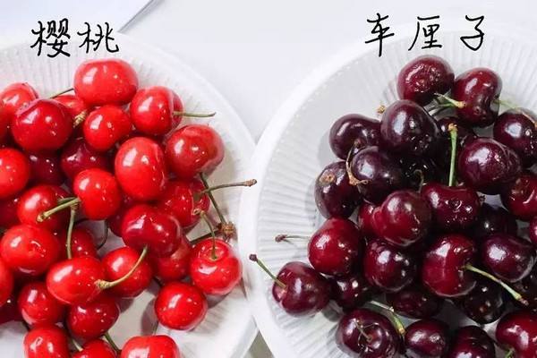 拉車?yán)遄酉胱呔G通？交通部：不能免費(fèi)！